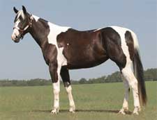 Waynes Spirit Of Texas black tobiano Stallion