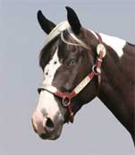 Waynes Spirit Of Texas Black Tobiano stallion