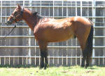 AQHA Quarter Horses for sale