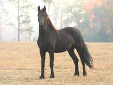 Friesian horses for sale